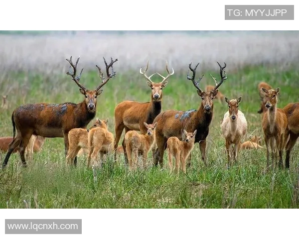探索优雅的麋鹿世界与自然和谐共生的奇妙旅程 探索优雅的麋鹿世界与自然和谐共生的奇妙旅程